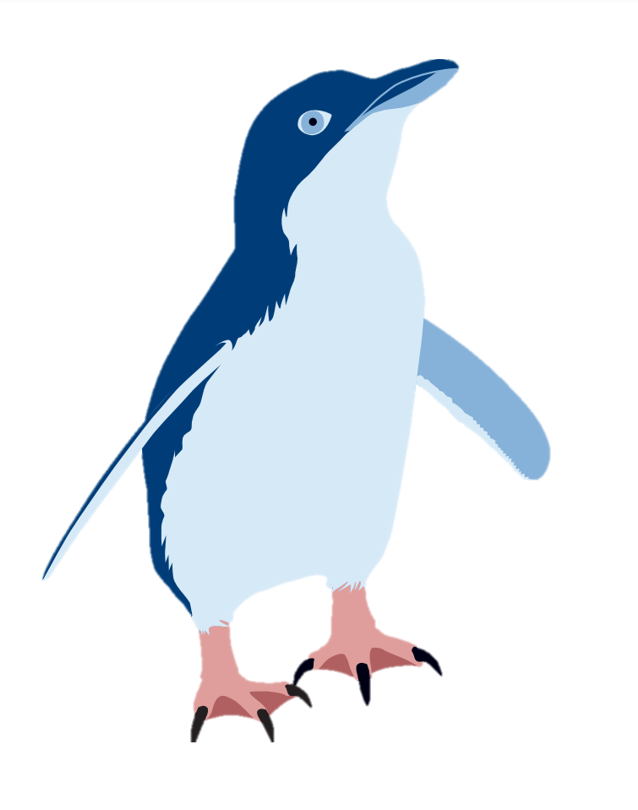Little Blue Penguin Gift Socks New Zealand Socks Christmas Socks